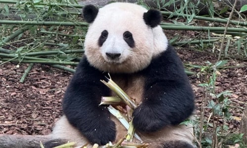 panda-wilad animal park panda-wilad animal park